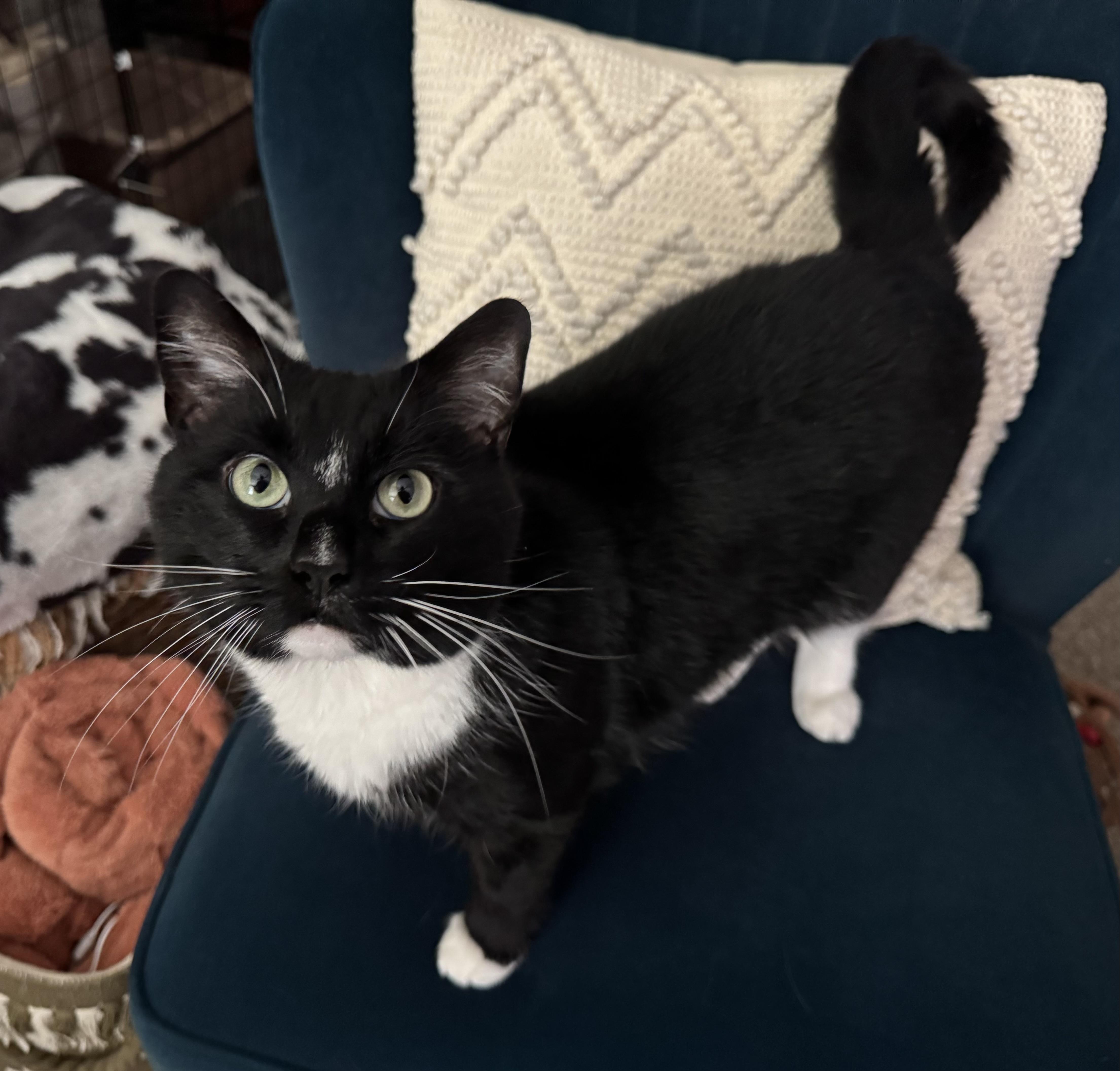 Hybrid, Adoptable, Adult Male Domestic Short Hair.