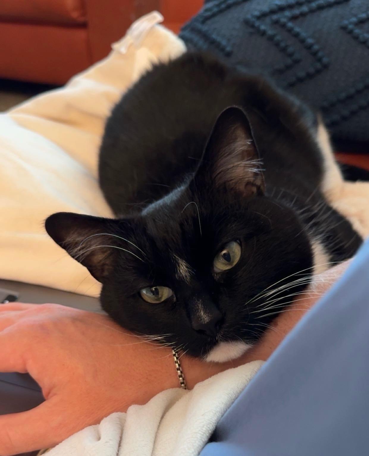 Enlarge Hybrid, a Adoptable Domestic Short Hair in warrenville, SC image 2/4