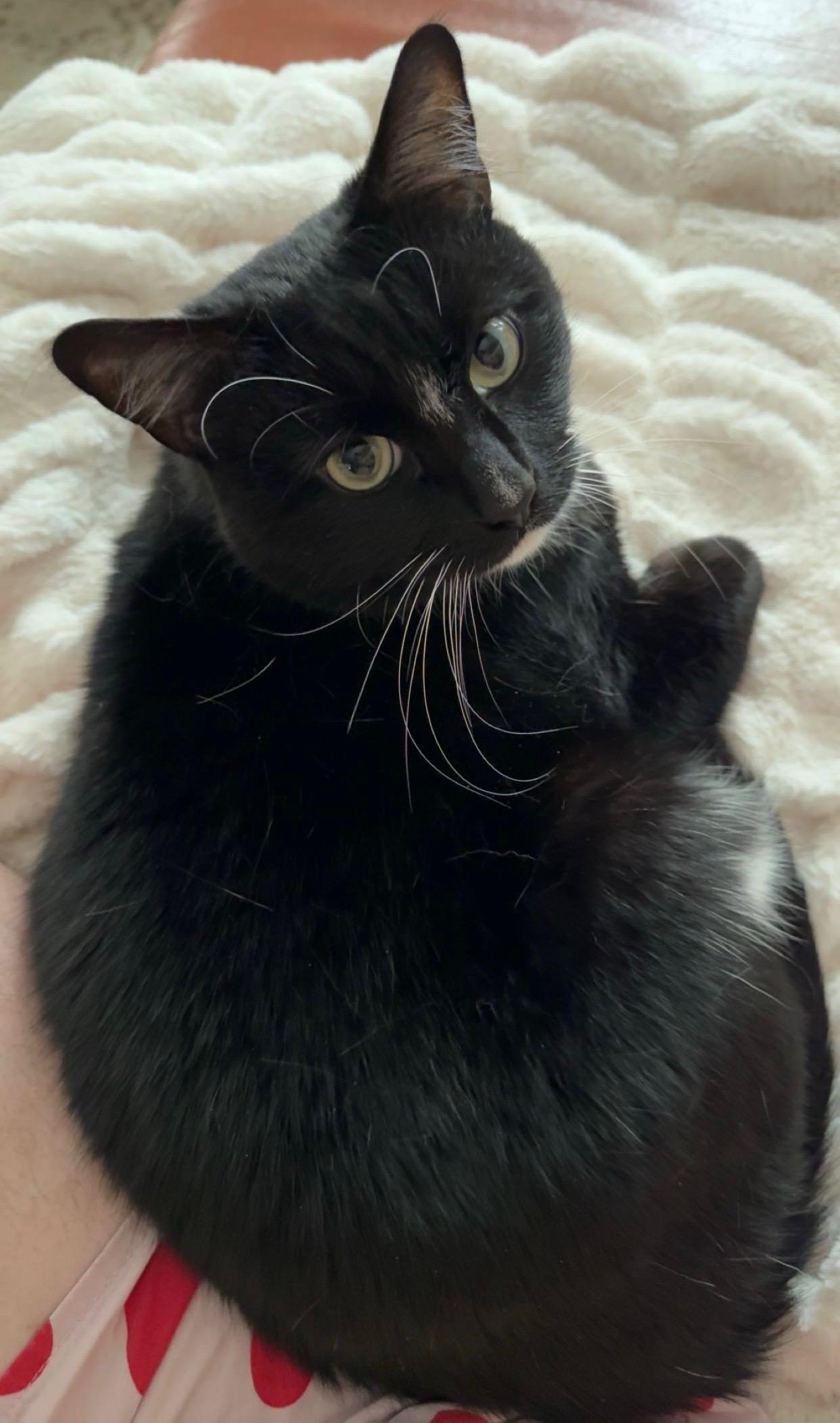 Enlarge Hybrid, a Adoptable Domestic Short Hair in warrenville, SC image 3/4