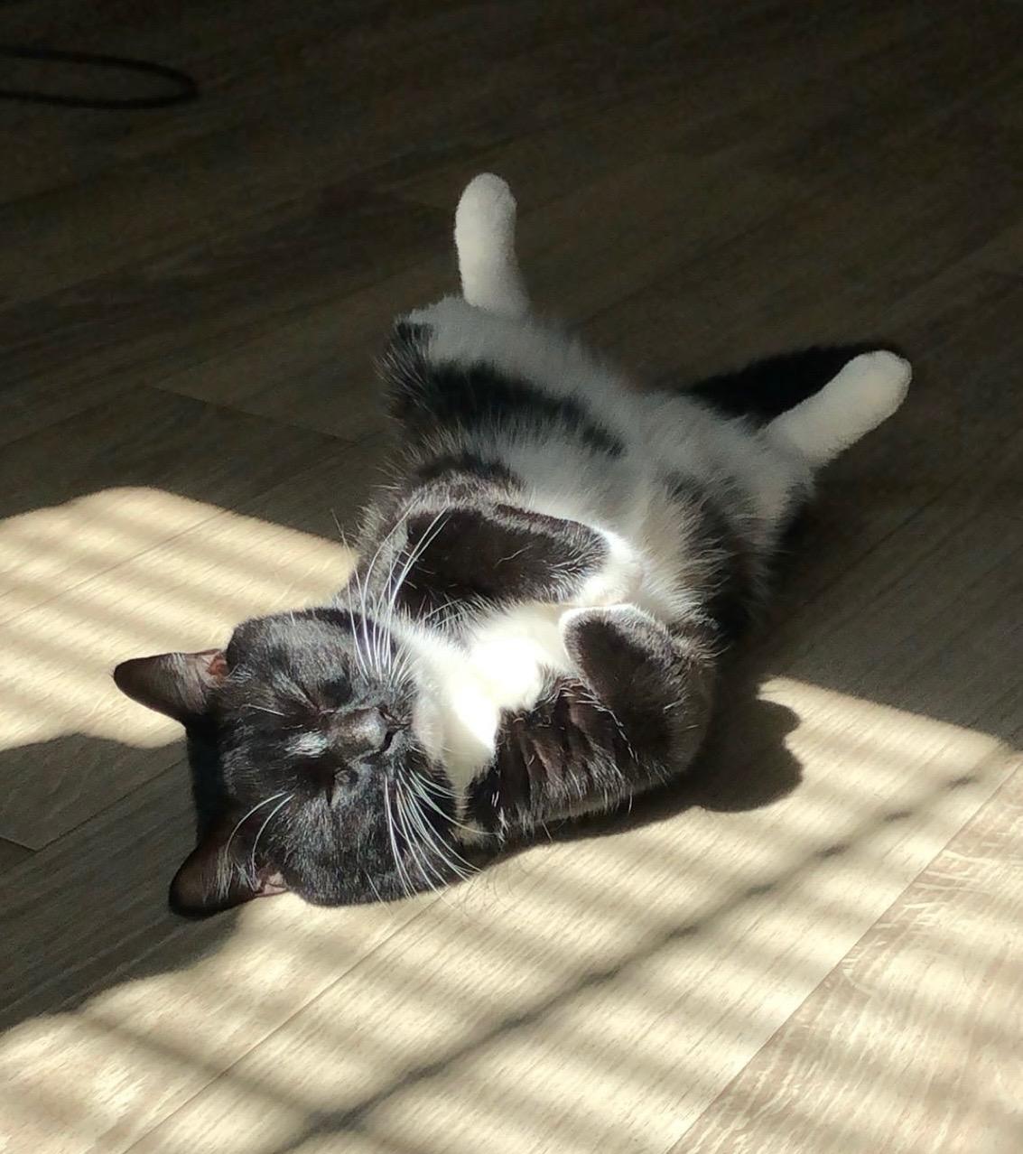 Enlarge Hybrid, a Adoptable Domestic Short Hair in warrenville, SC image 4/4