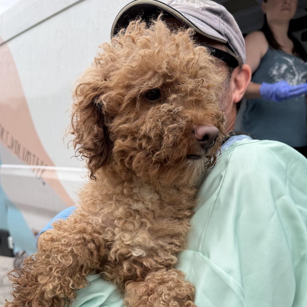 Enlarge Binx, a Adoptable Miniature Poodle in Delaware, OH image 1/2