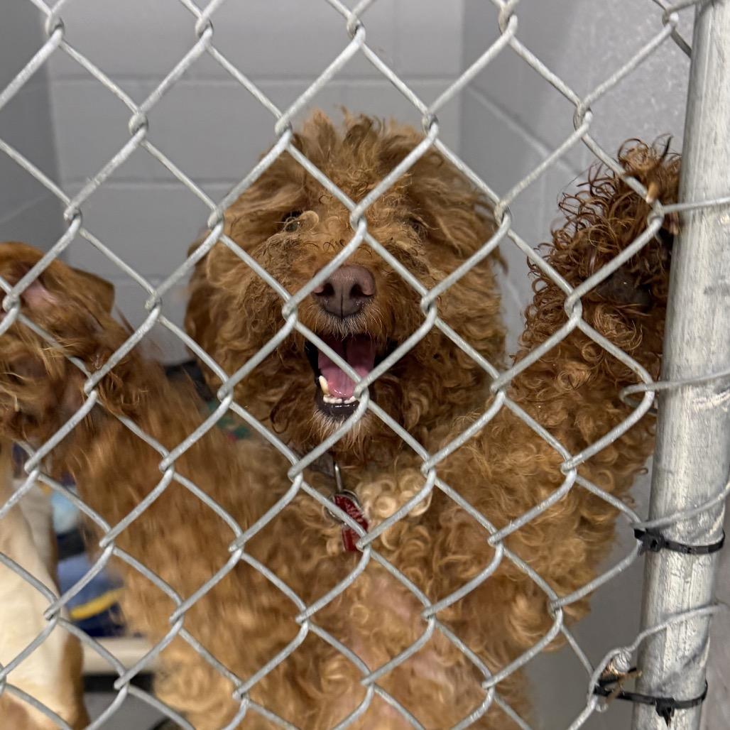 Enlarge Binx, a Adoptable Miniature Poodle in Delaware, OH image 2/2