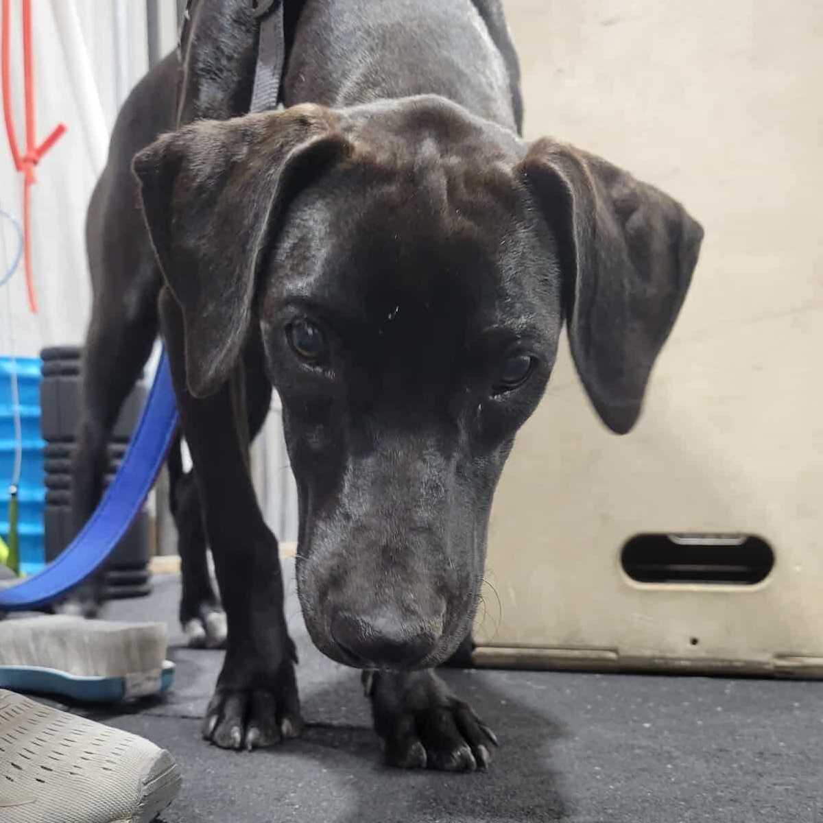 Enlarge Junie, a Adoptable mixed breed in Billings, MT image 6/6