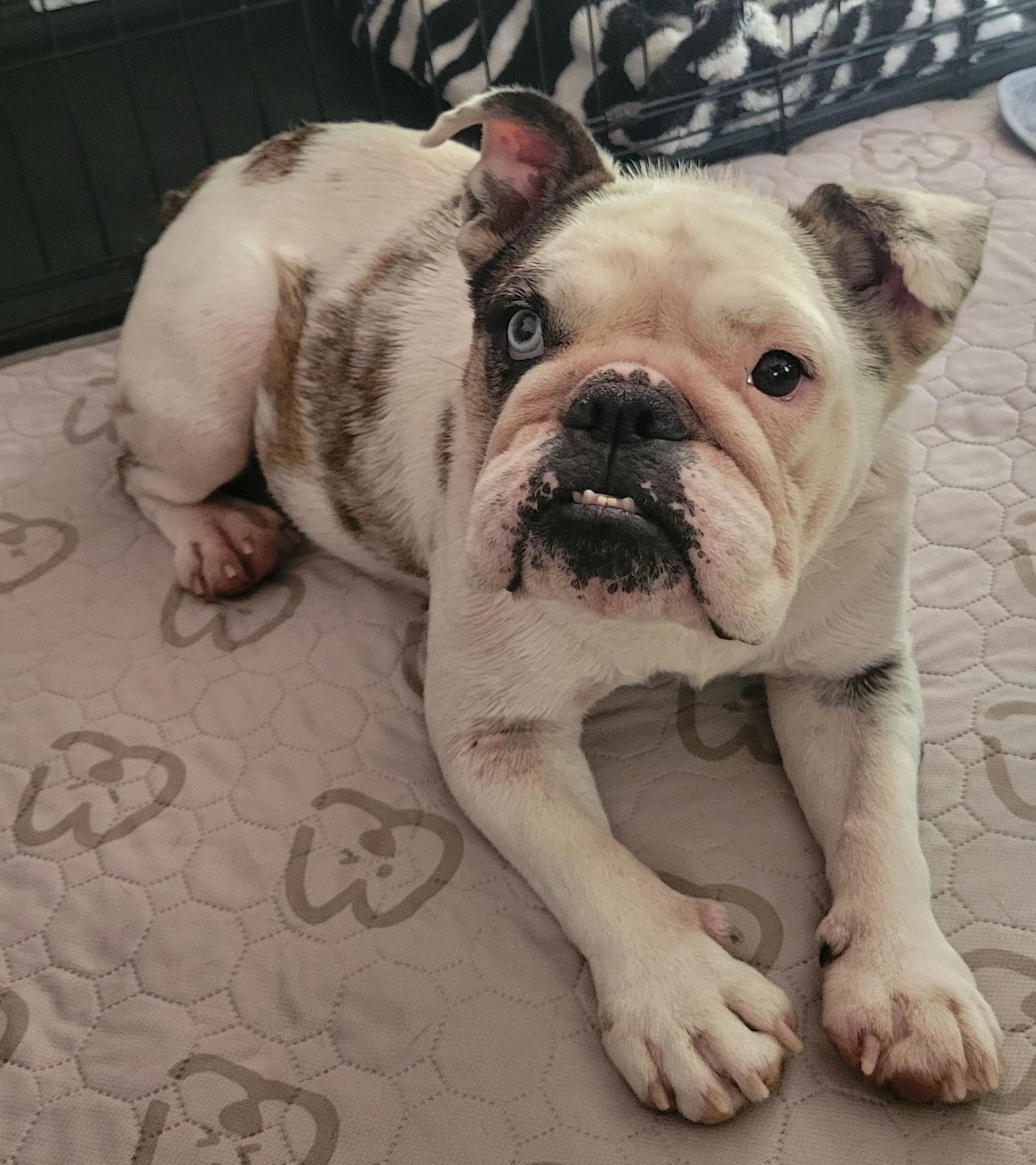 Enlarge Peaches, a ADOPTABLE mixed breed in Milford, MI image 1/5
