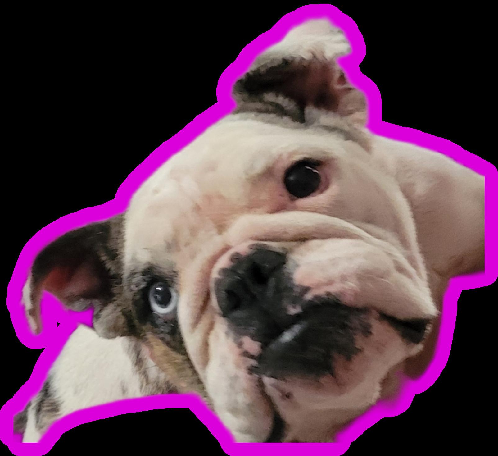 Peaches, ADOPTABLE, Adult Female Bulldog.