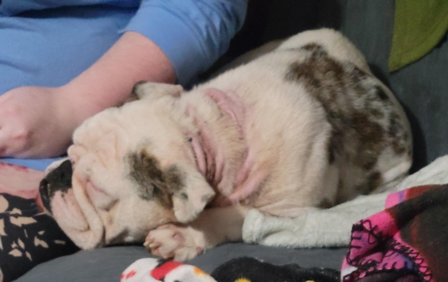 Enlarge Peaches, a ADOPTABLE mixed breed in Milford, MI image 2/4