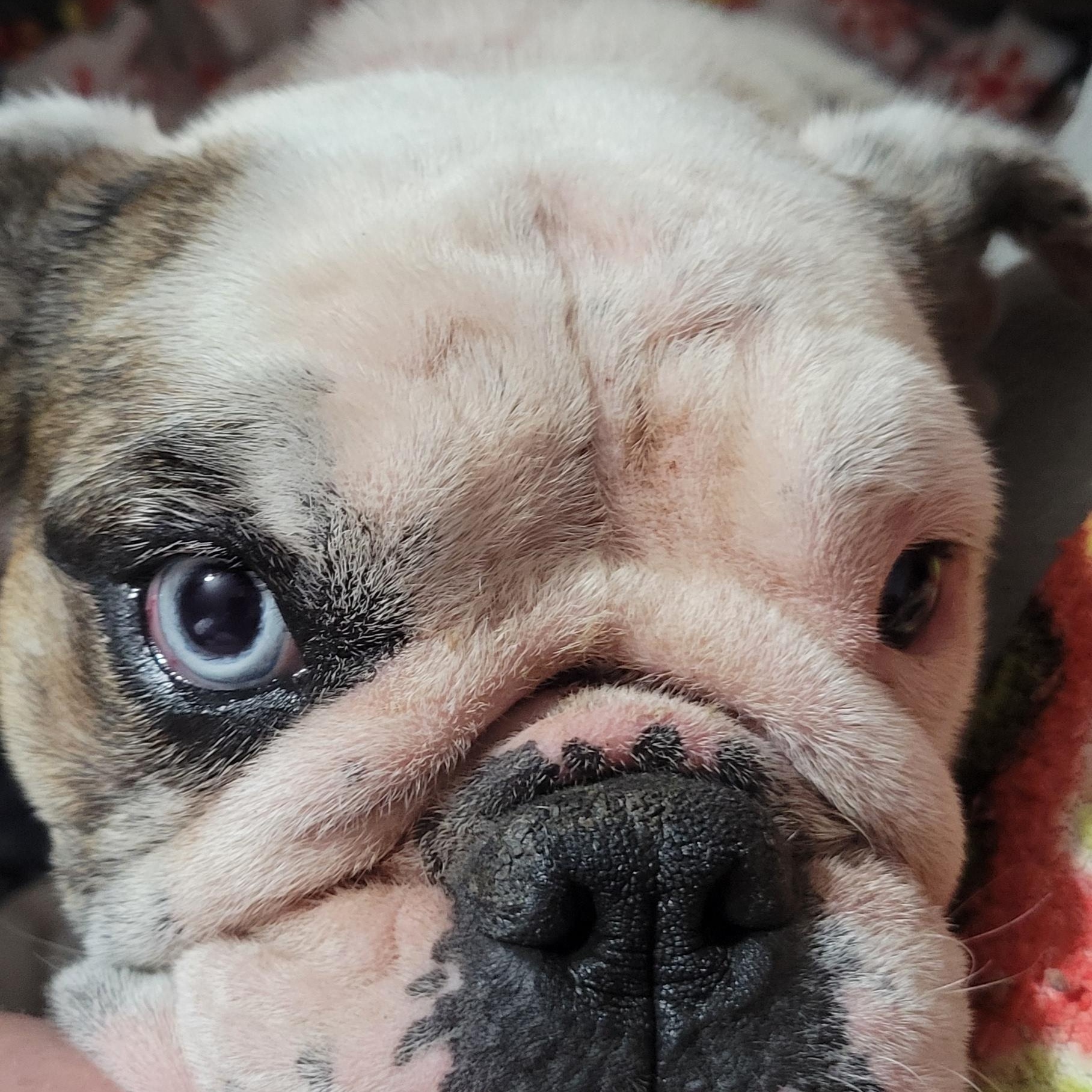 Enlarge Peaches, a ADOPTABLE mixed breed in Milford, MI image 3/4