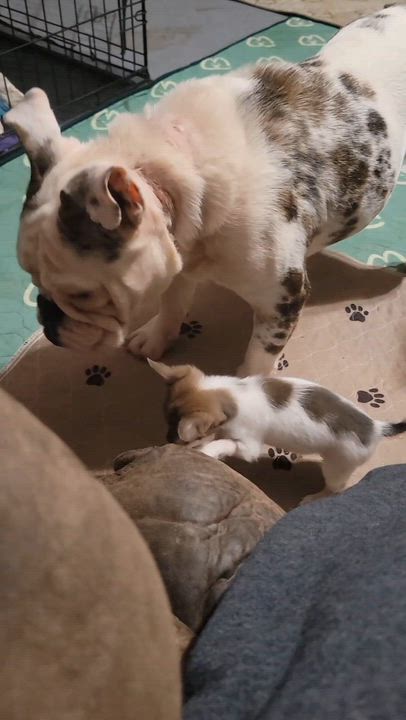 Enlarge Peaches, a ADOPTABLE mixed breed in Milford, MI video 4/4