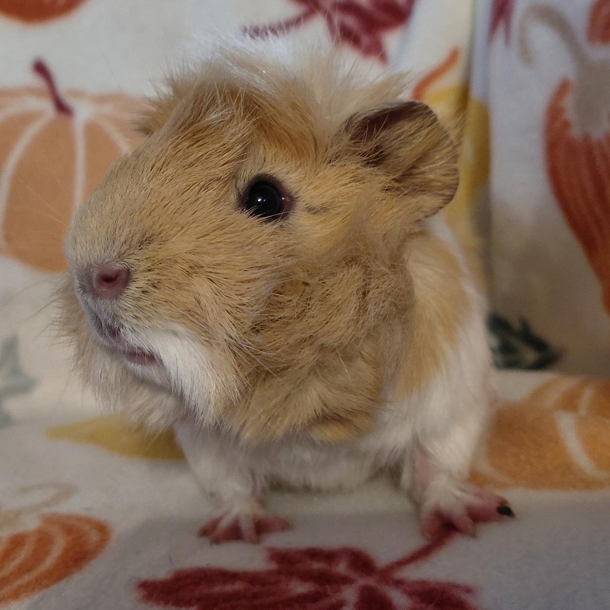 Luke, Adoptable, Young Male Guinea Pig.