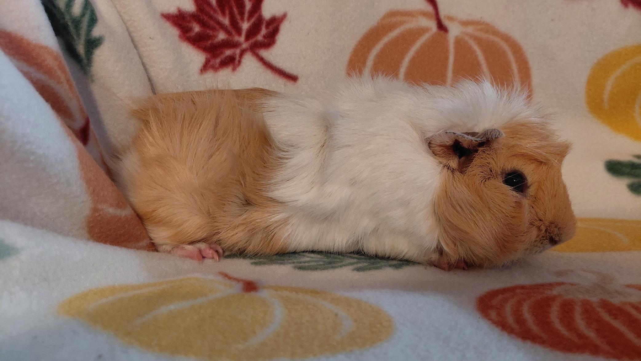 Enlarge Luke, a Adoptable Guinea Pig in Cincinnati, OH image 3/3