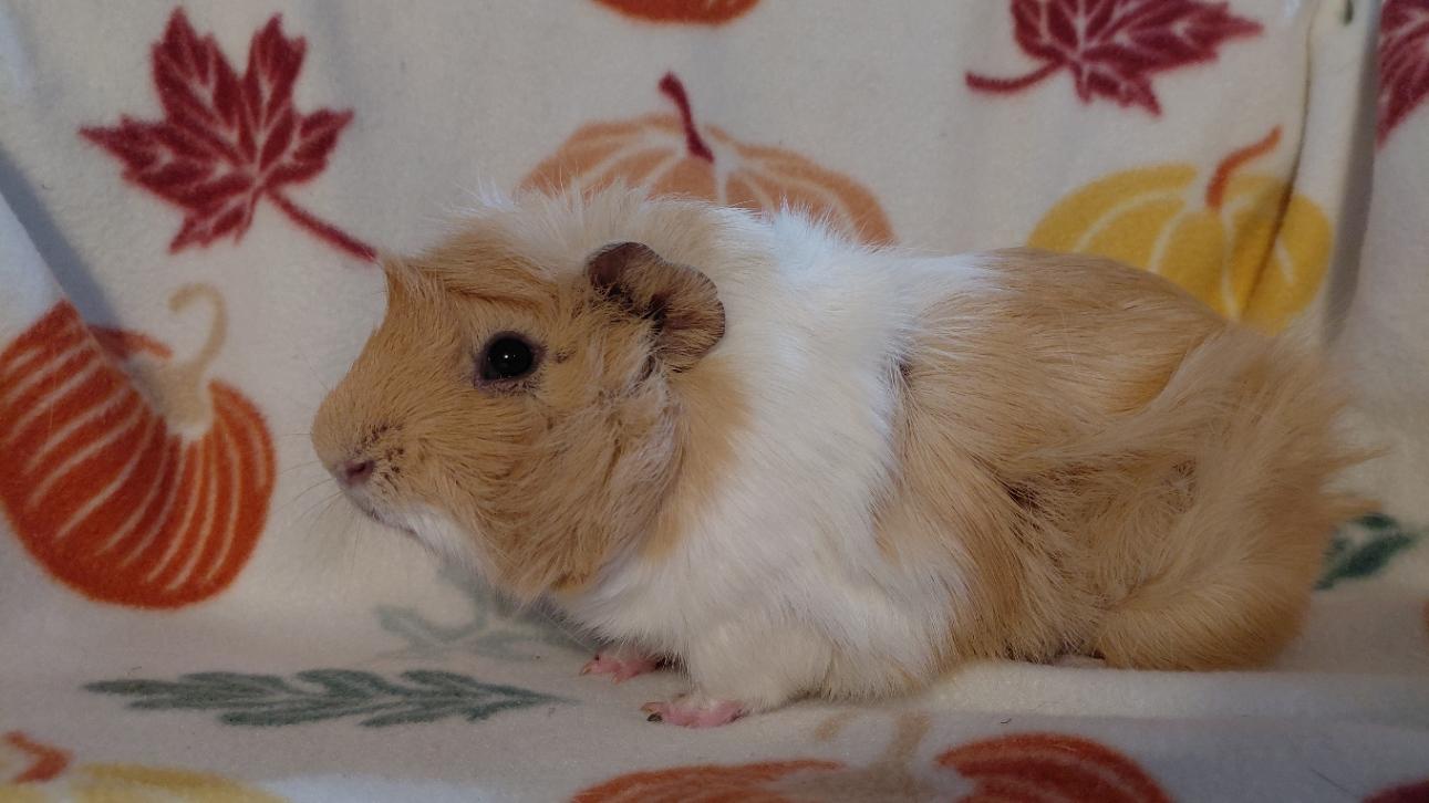 Enlarge Luke, a Adoptable Guinea Pig in Cincinnati, OH image 2/3