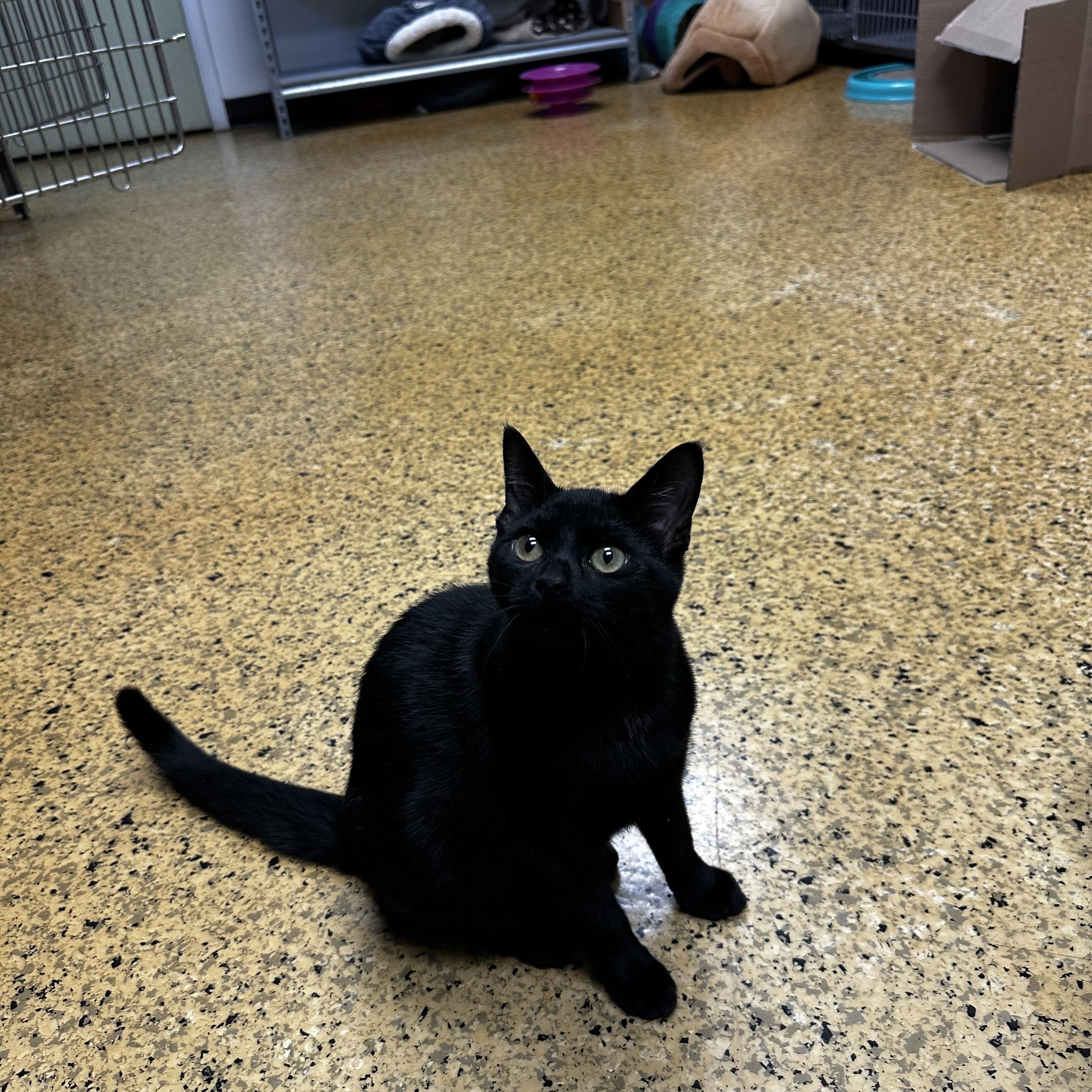 Molasses, a Adopted Domestic Short Hair in Toledo, OH image 3/3