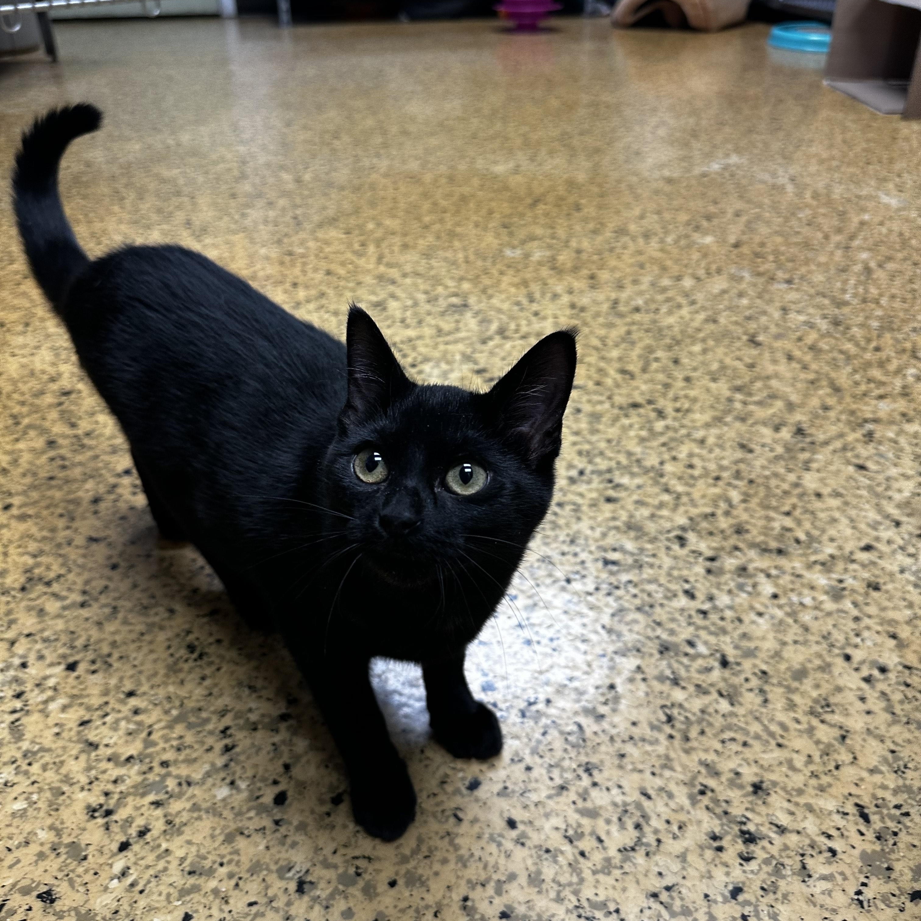 Molasses, a Adopted Domestic Short Hair in Toledo, OH image 1/3