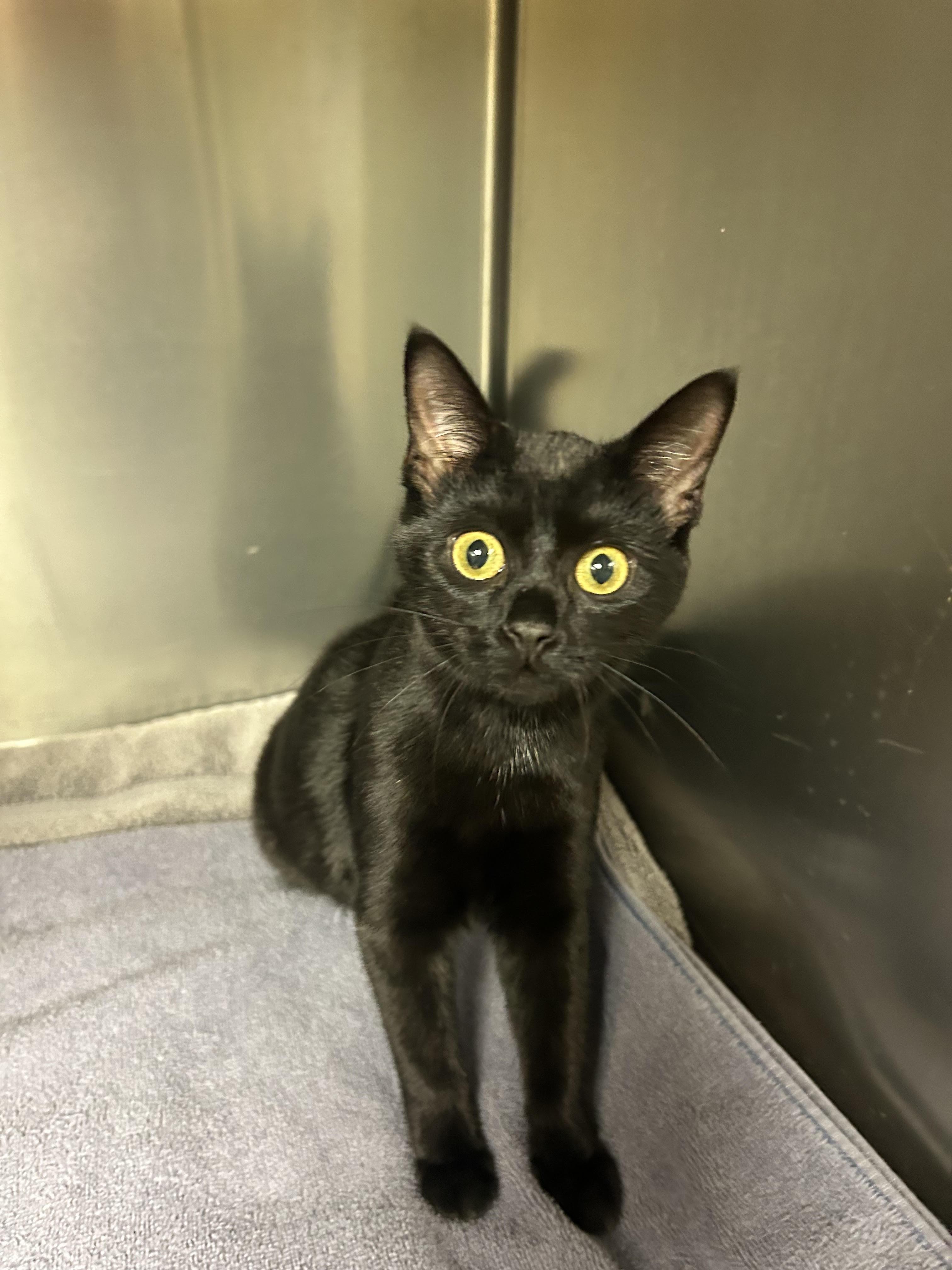 Molasses, a Adopted Domestic Short Hair in Toledo, OH image 2/3