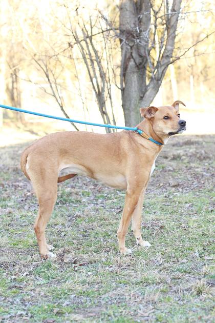 Nellie, Adoptable, Adult Female Boxer & Border Collie.