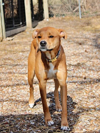 Enlarge Nellie, a Adoptable mixed breed in Morton Grove, IL image 2/2