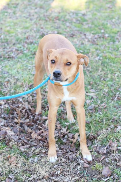 Enlarge Nellie, a Adoptable mixed breed in Morton Grove, IL image 2/2