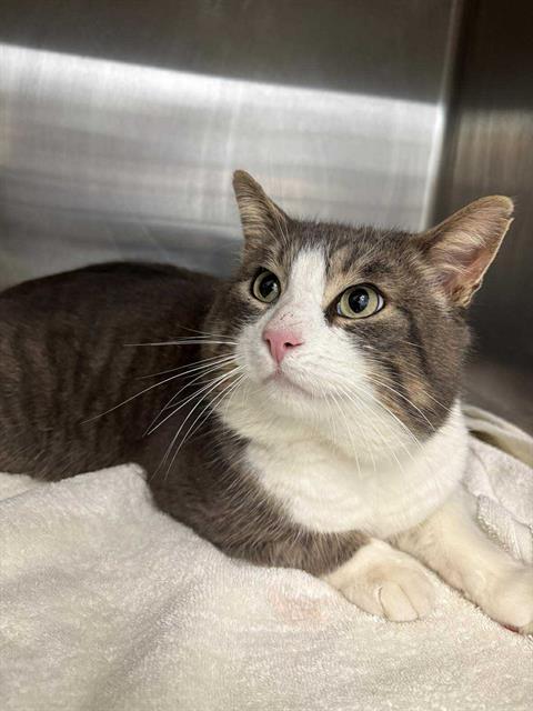 CASPIAN, Adoptable, Young Male Domestic Short Hair.