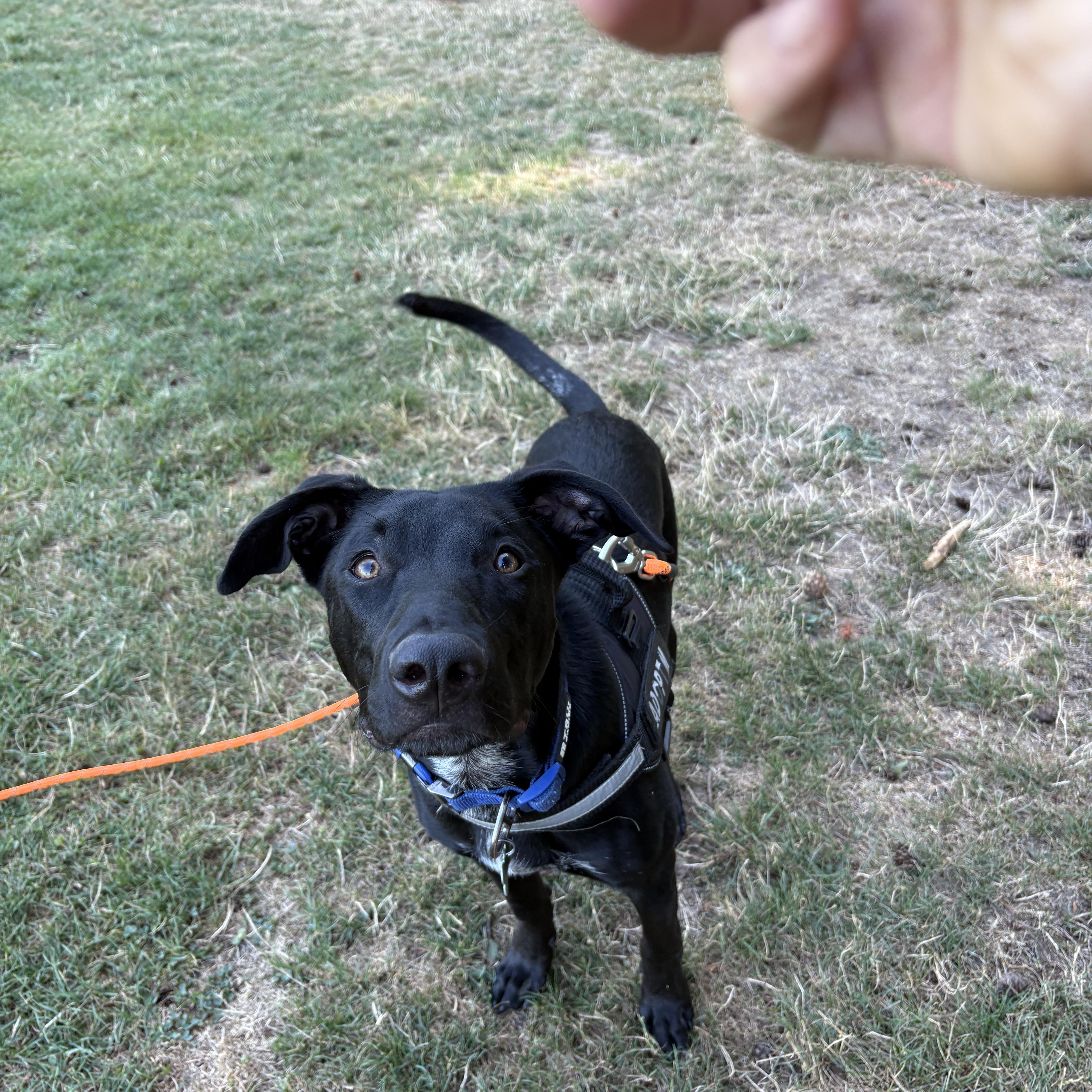 Rango, adopted, Young Male Black Labrador Retriever & Australian Cattle Dog / Blue Heeler.