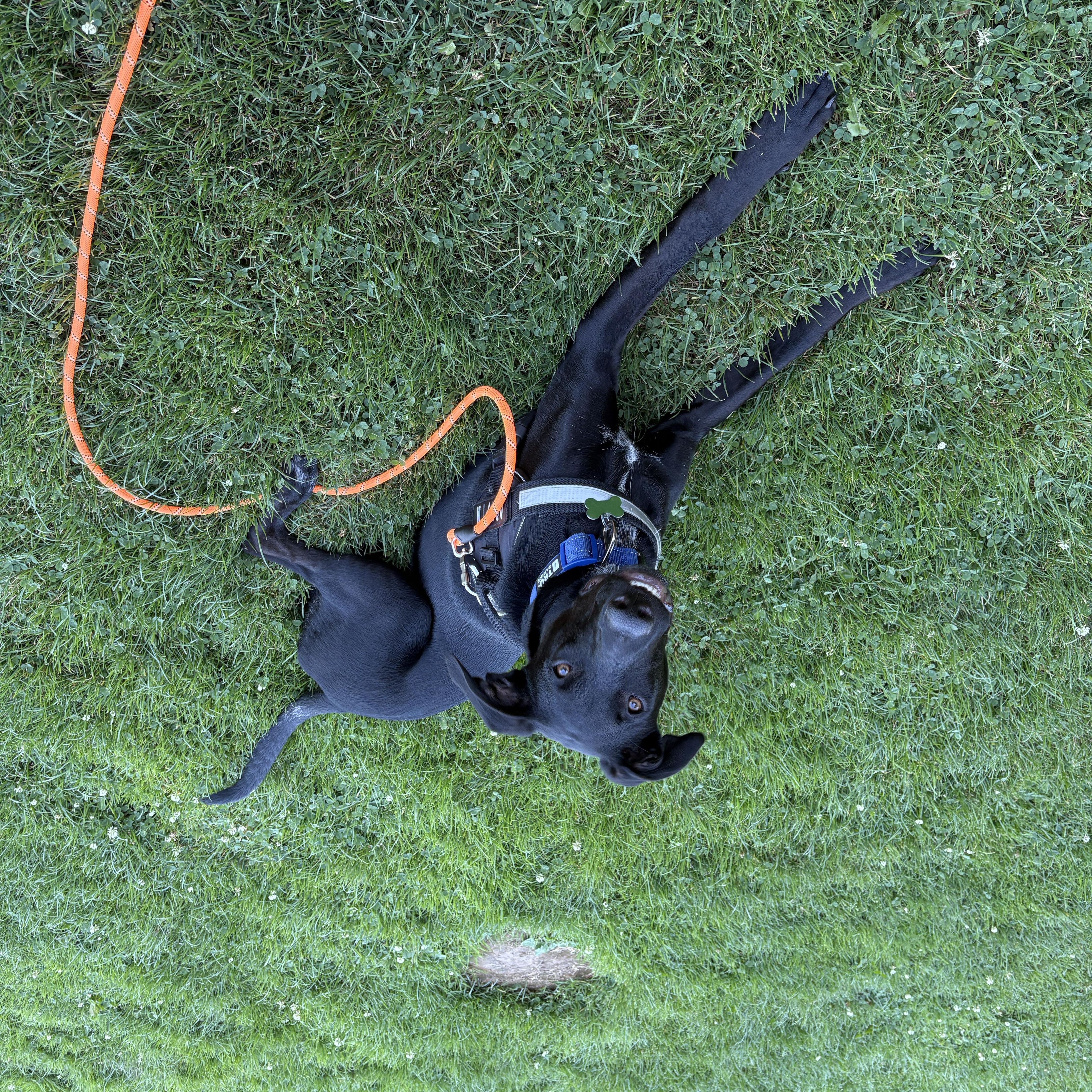 Enlarge Rango, an adopted mixed breed in PORTLAND, OR image 5/5