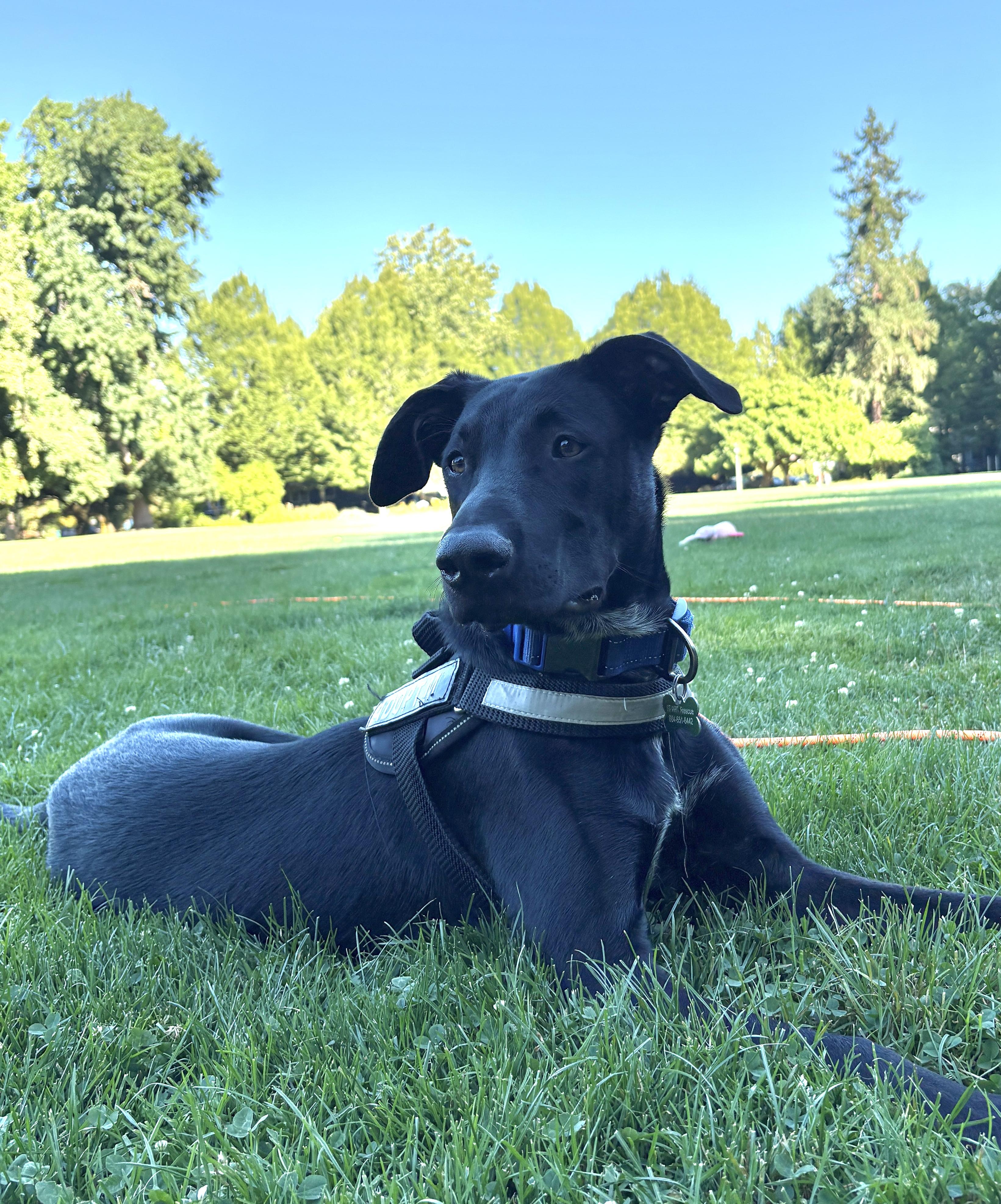 Enlarge Rango, an adopted mixed breed in PORTLAND, OR image 3/5