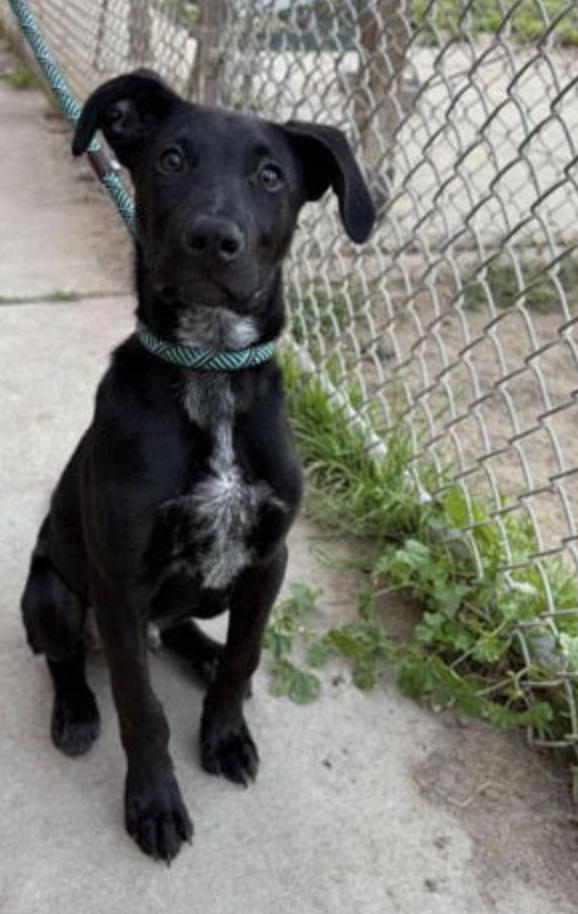 Enlarge Rango, an adopted mixed breed in PORTLAND, OR image 2/5