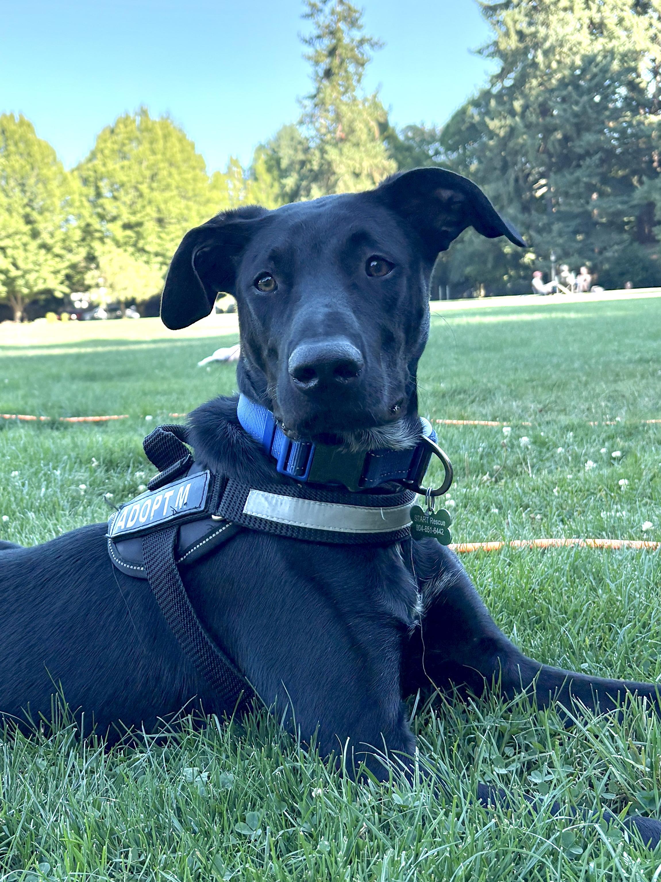 Enlarge Rango, an adopted mixed breed in PORTLAND, OR image 4/5