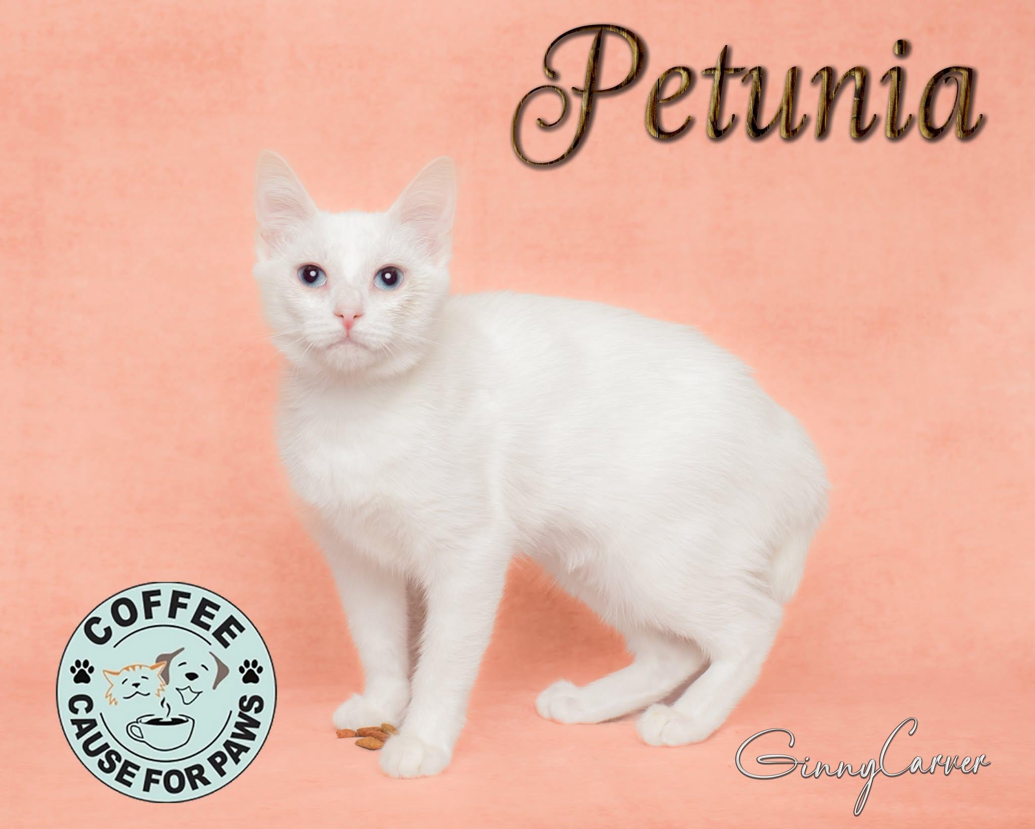 Petunia, adopted, Young Female Domestic Medium Hair.