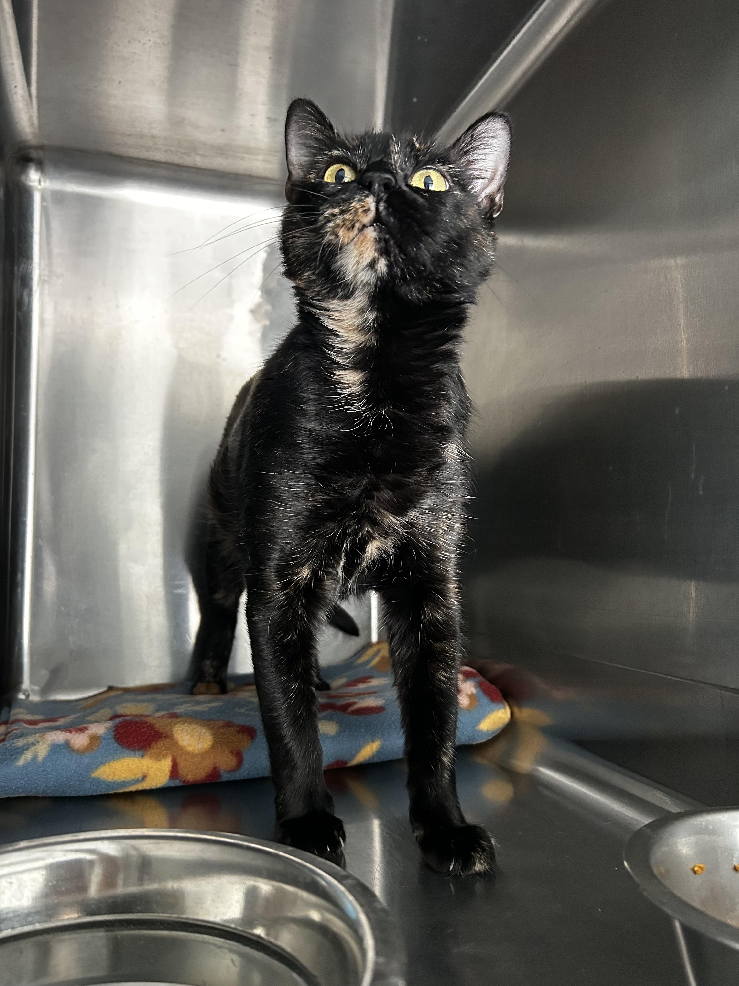 Enlarge Galaxy, a Adoptable Domestic Short Hair in Aurora, CO image 3/4