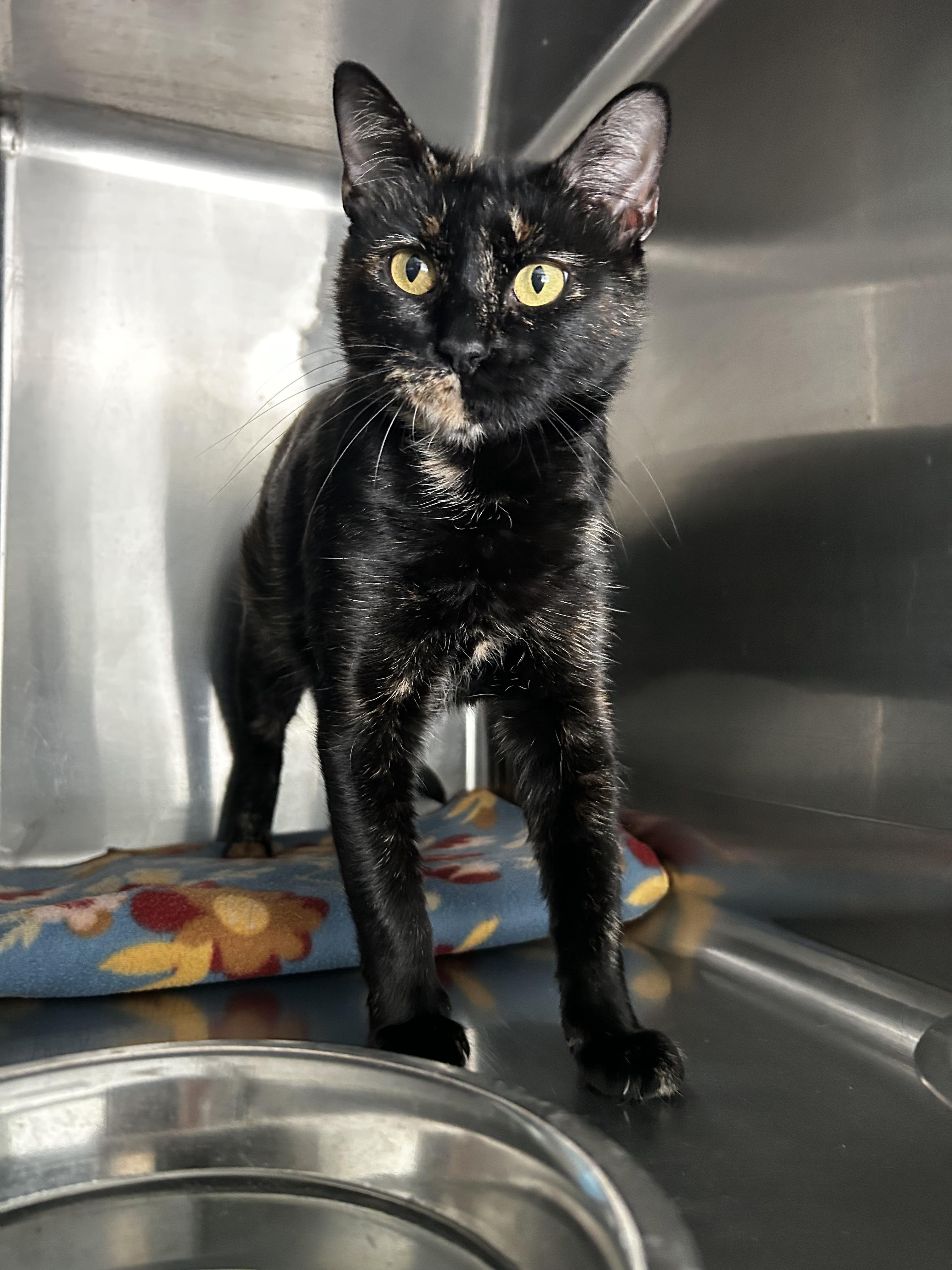 Enlarge Galaxy, a Adoptable Domestic Short Hair in Aurora, CO image 2/4