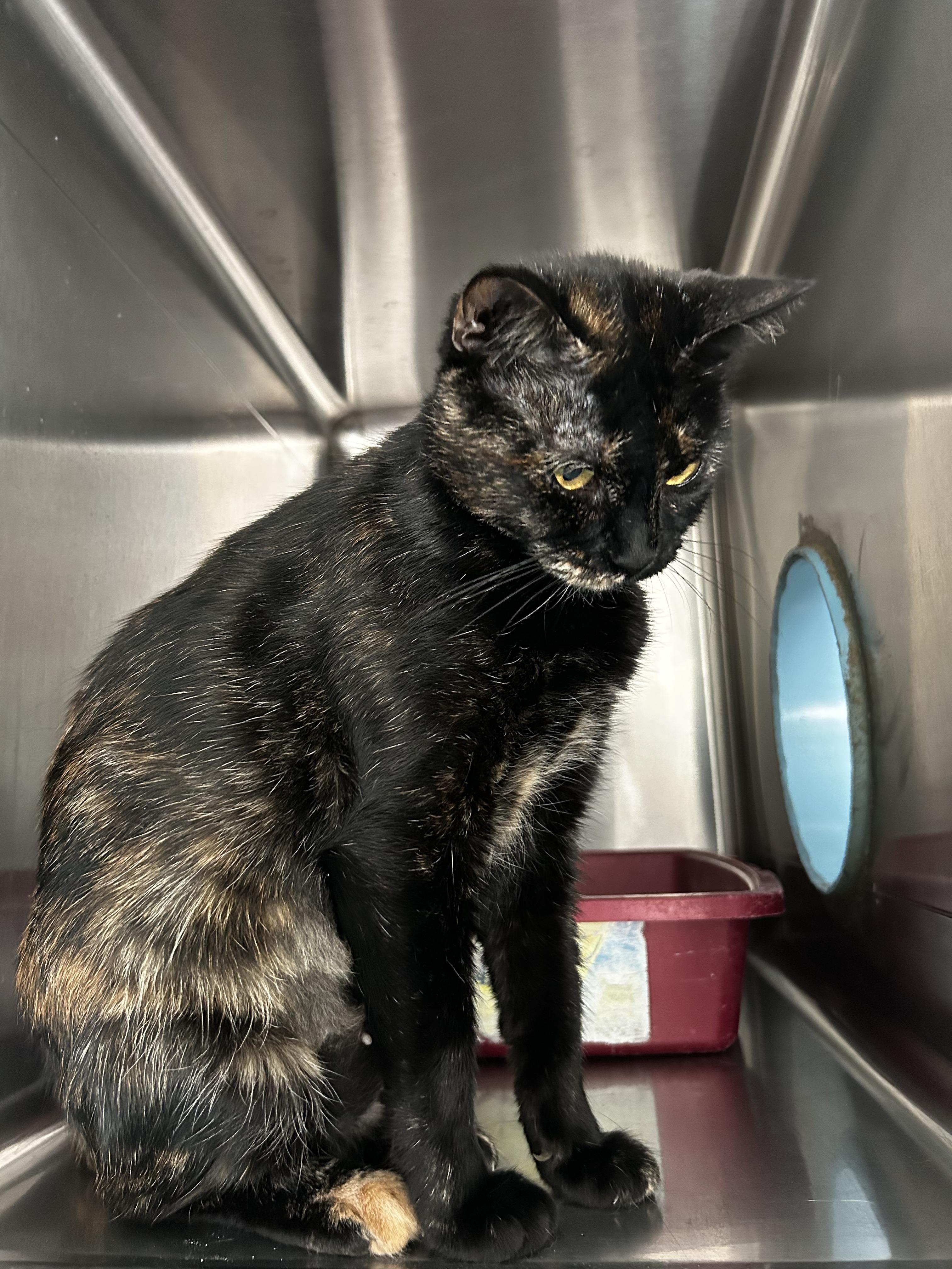 Enlarge Galaxy, a Adoptable Domestic Short Hair in Aurora, CO image 4/4