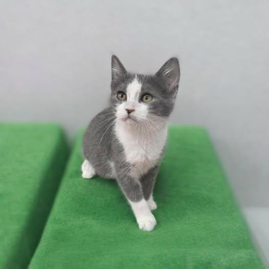 Enlarge Izzy, an adopted Domestic Short Hair in Reading, PA image 1/1