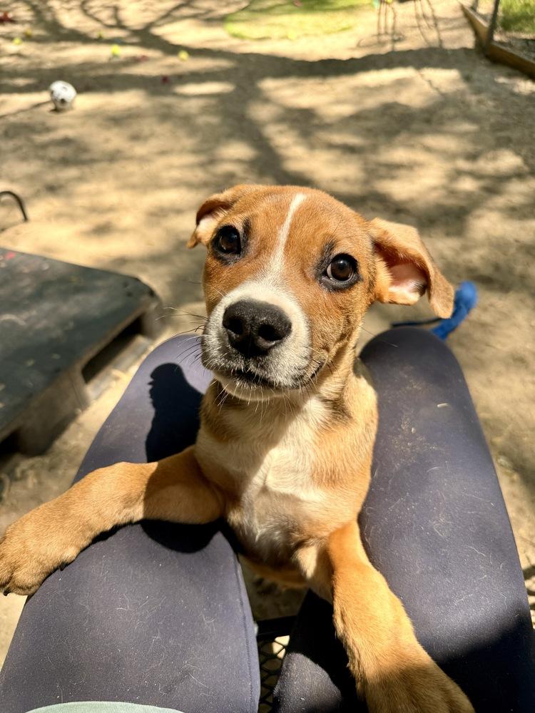 Rye - 26091, Adoptable, Puppy Male Shepherd.