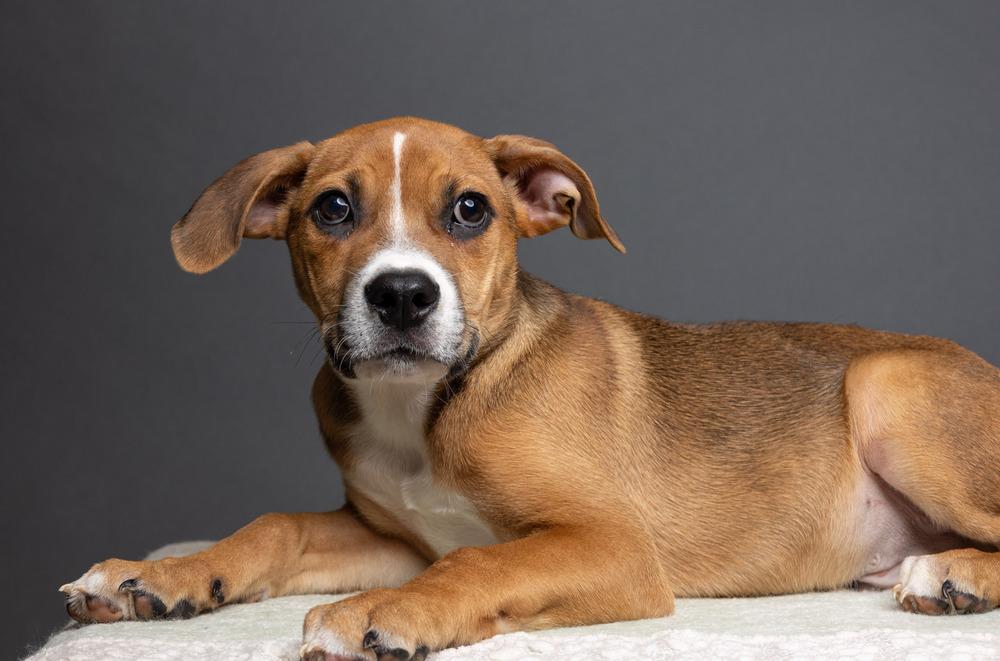 Rye - 26091, a Adoptable mixed breed in Armonk, NY image 2/6
