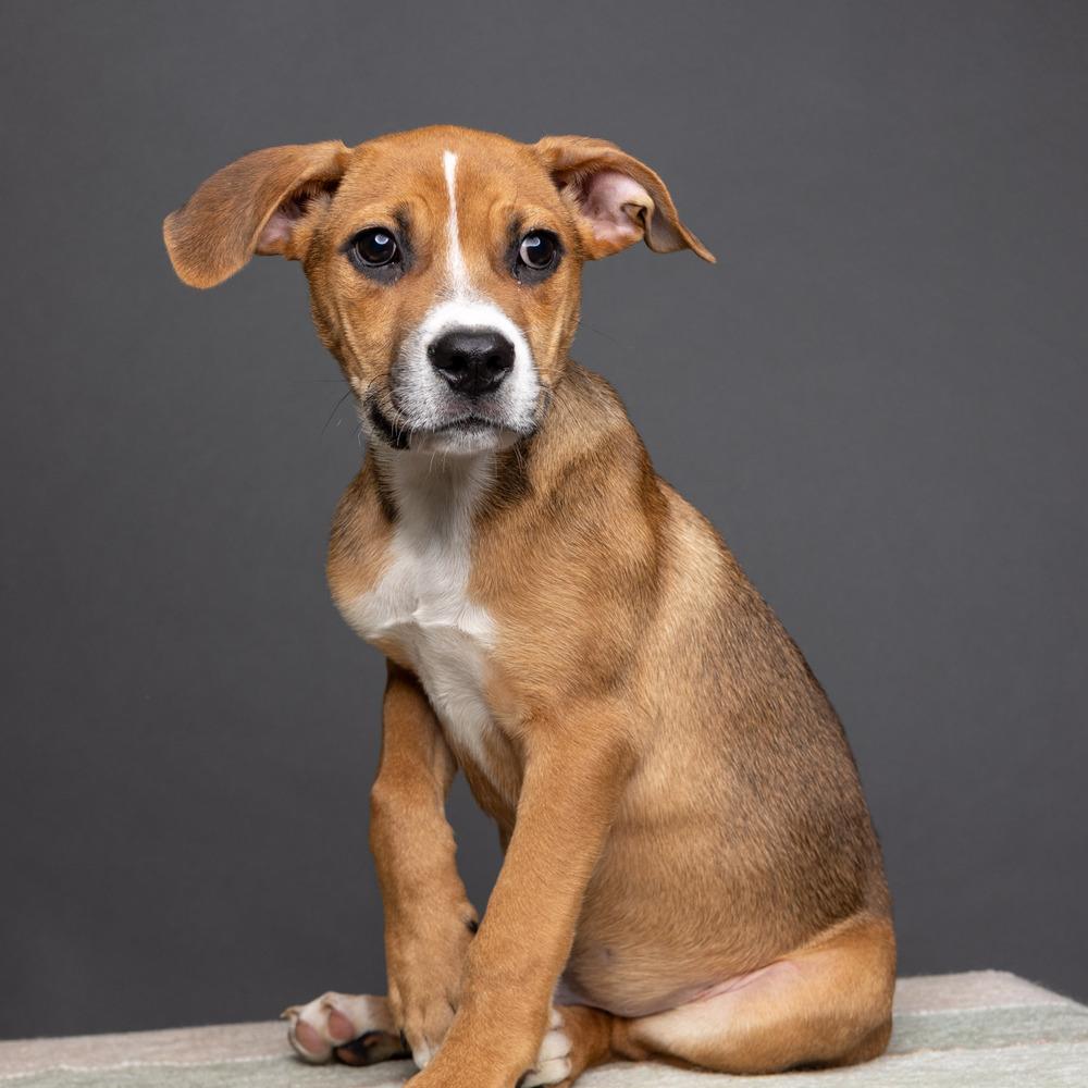 Rye - 26091, a Adoptable mixed breed in Armonk, NY image 4/6