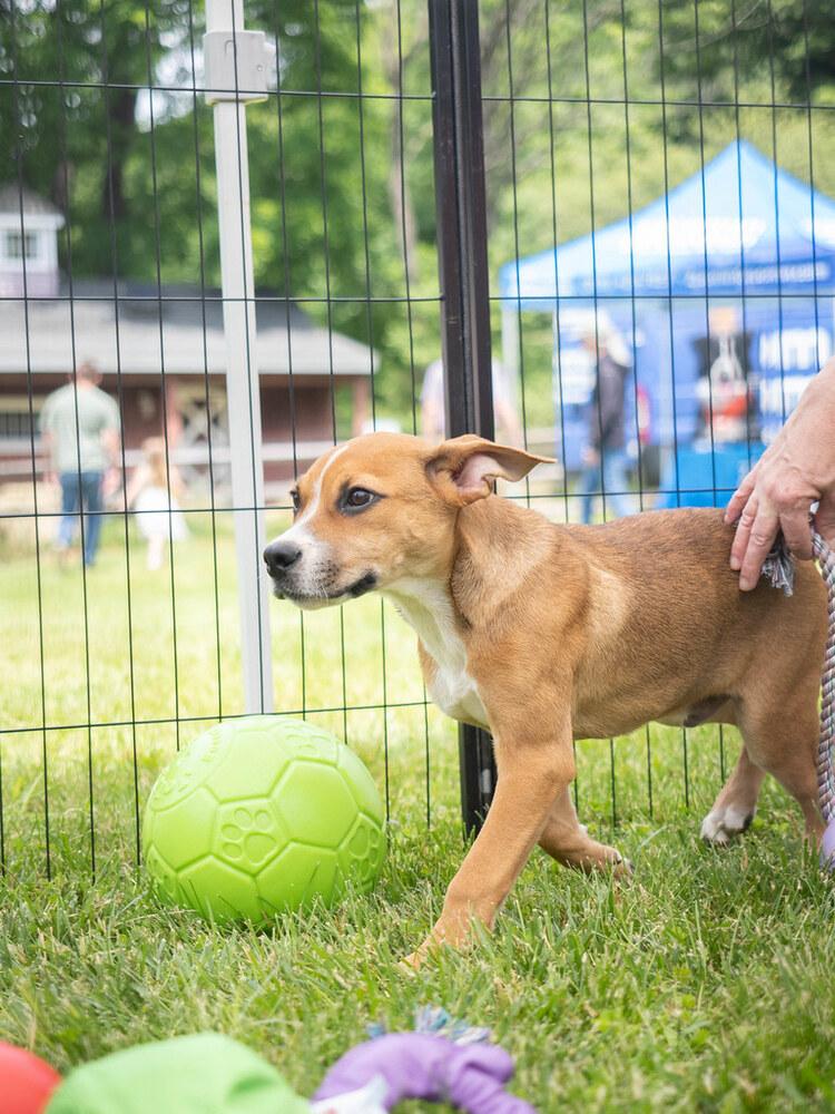 Rye - 26091, a Adoptable mixed breed in Armonk, NY image 5/6