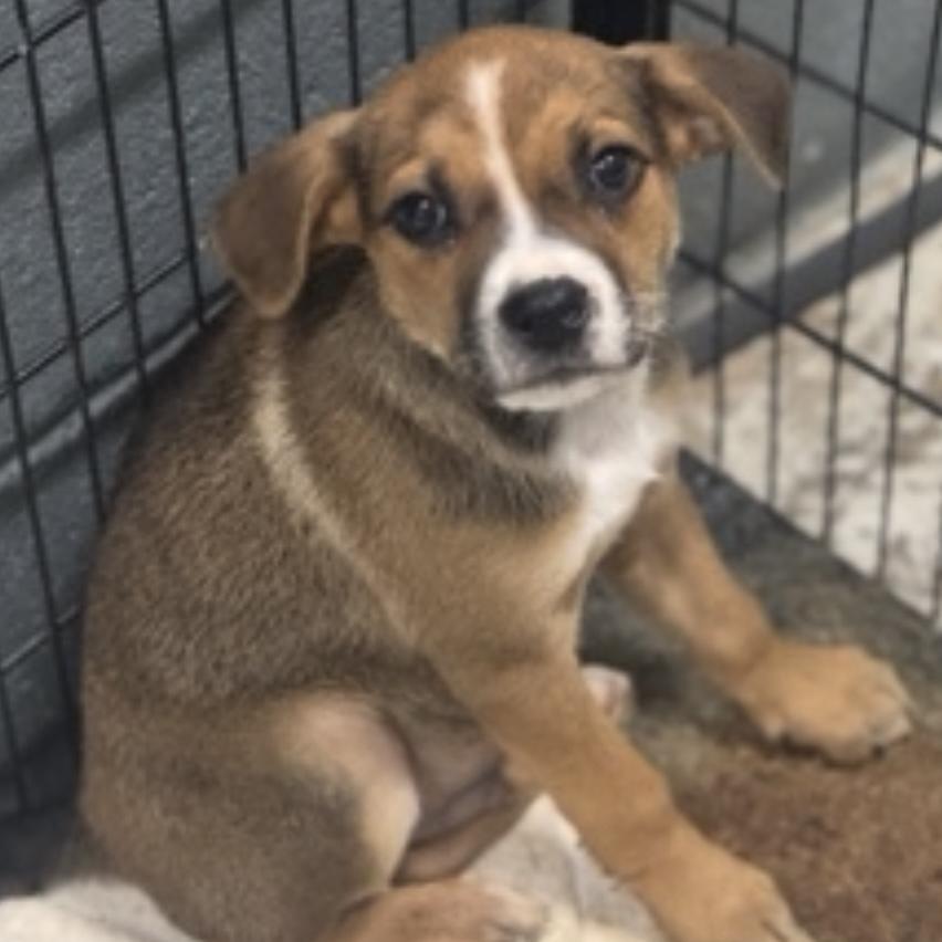 Rye - 26091, a Adoptable mixed breed in Armonk, NY image 6/6