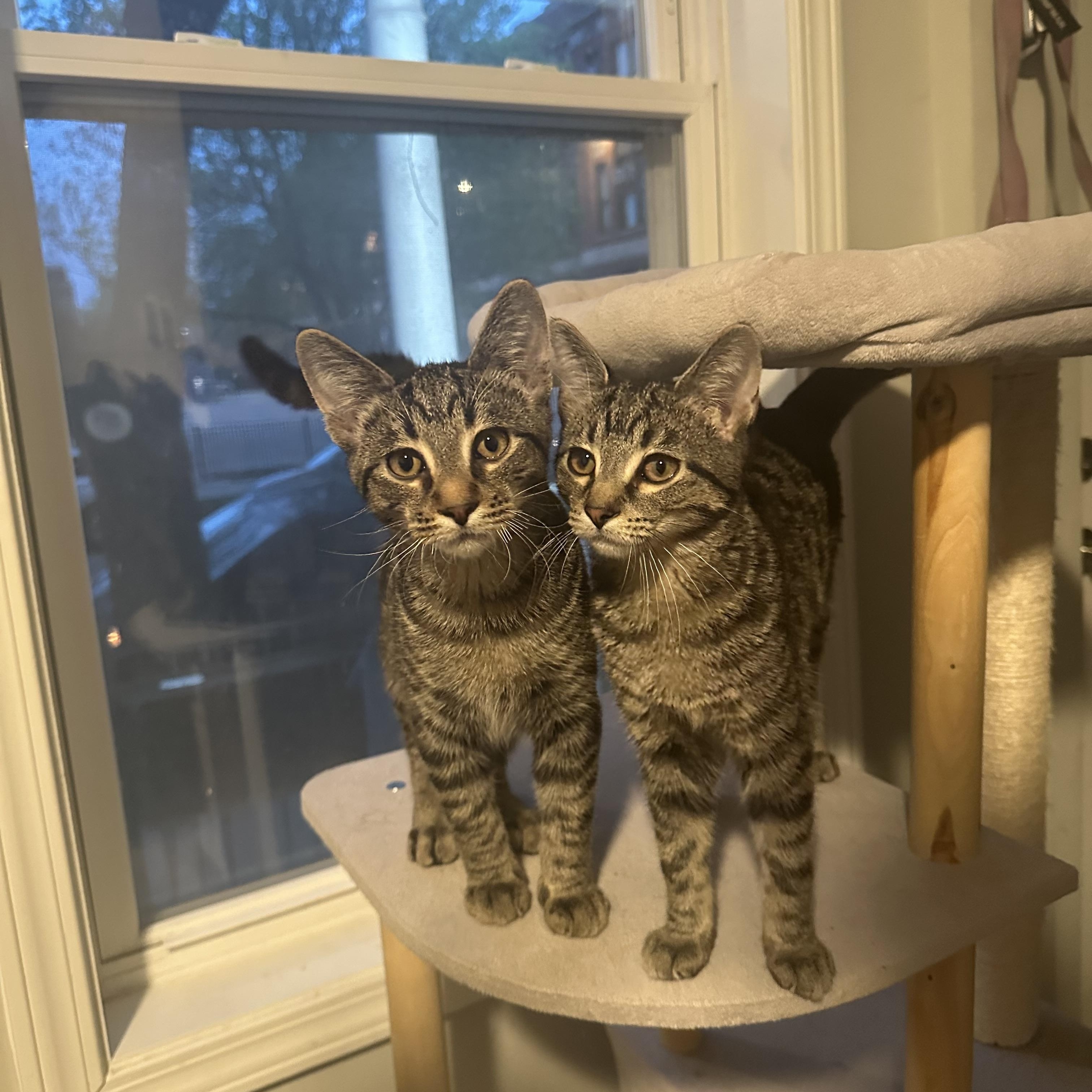 Fred Jones & Shaggy Rogers, Baby Male Domestic Short Hair