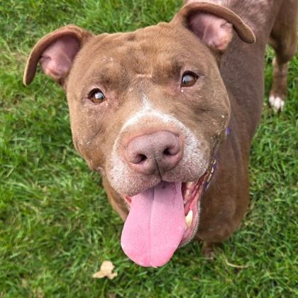 Enlarge Quasimoto, a ADOPTABLE Mixed Breed in Lansing, MI image 1/2