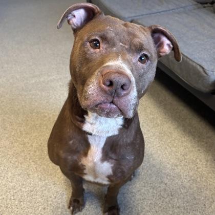 Enlarge Quasimoto, a ADOPTABLE Mixed Breed in Lansing, MI image 2/2