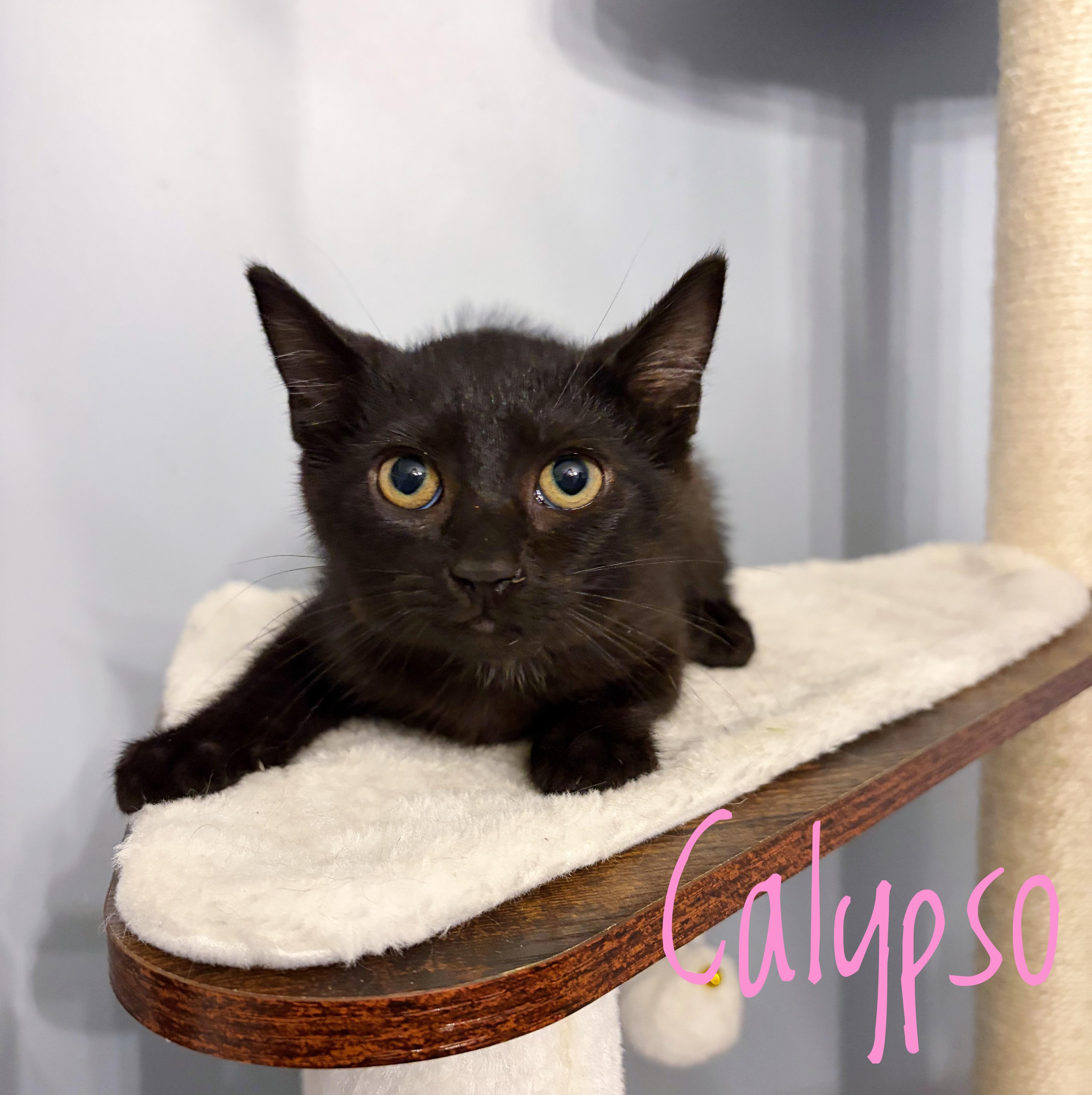 Calypso, ADOPTABLE, Kitten Female Domestic Short Hair.