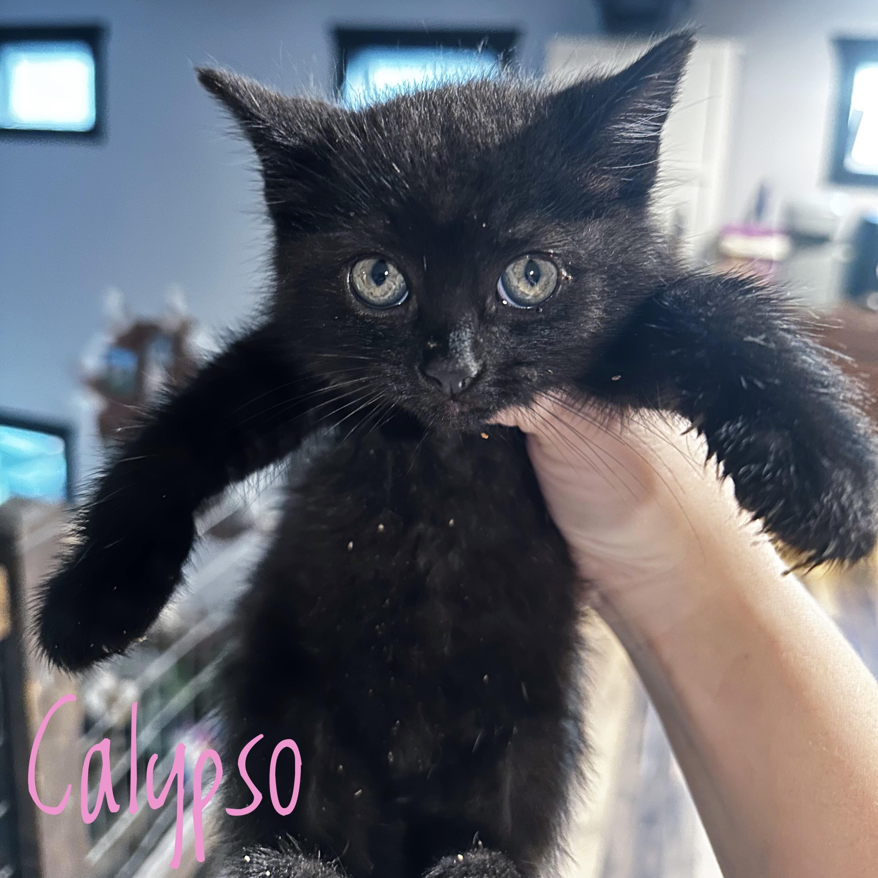 Calypso, ADOPTABLE, Kitten Female Domestic Short Hair.