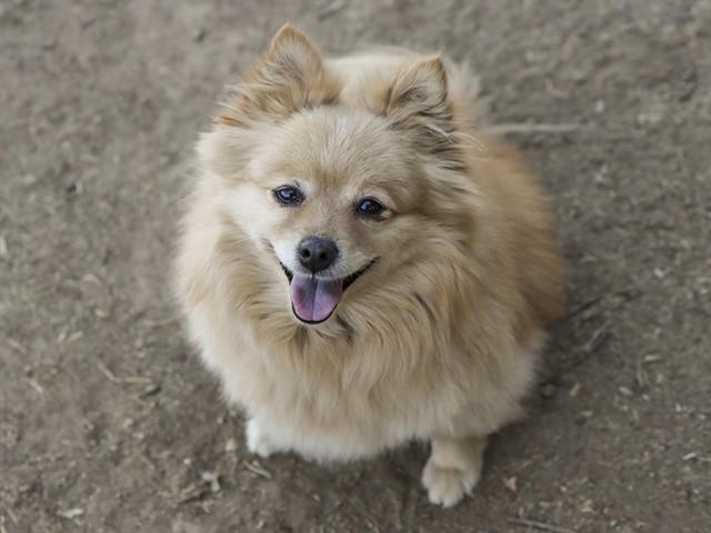PONYO, Adoptable, Adult Female Pomeranian.