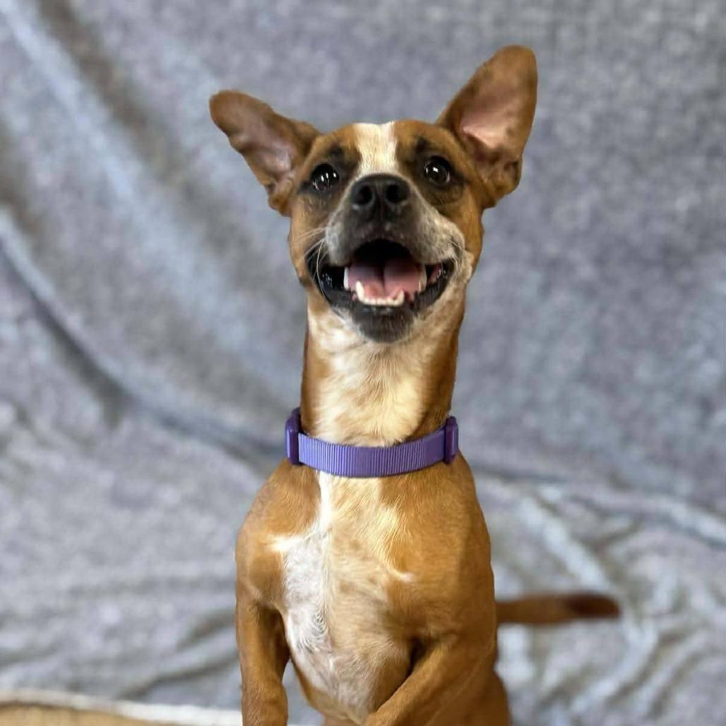 Enlarge Nacho, a Adoptable mixed breed in ONeill, NE image 1/1