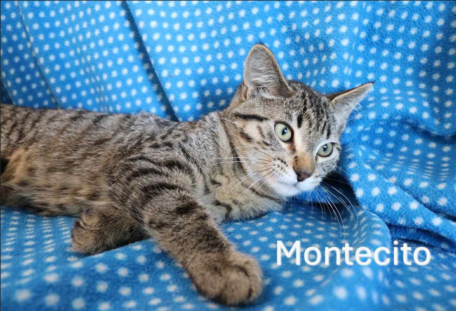 Enlarge Montecito, a Adoptable mixed breed in Humboldt , SK image 1/1