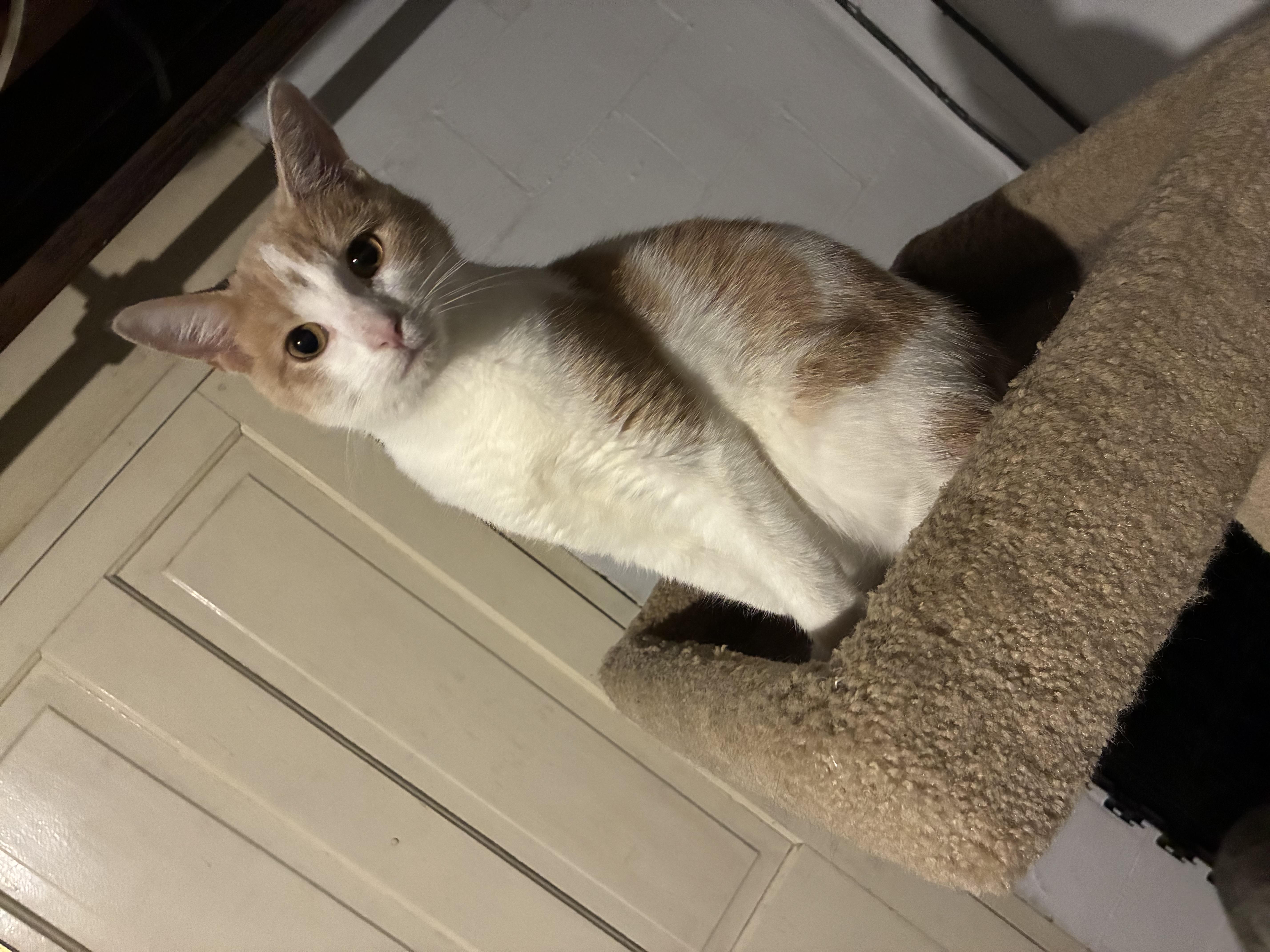 Enlarge Nugget, an adopted Domestic Short Hair in Ashland, IL image 1/2