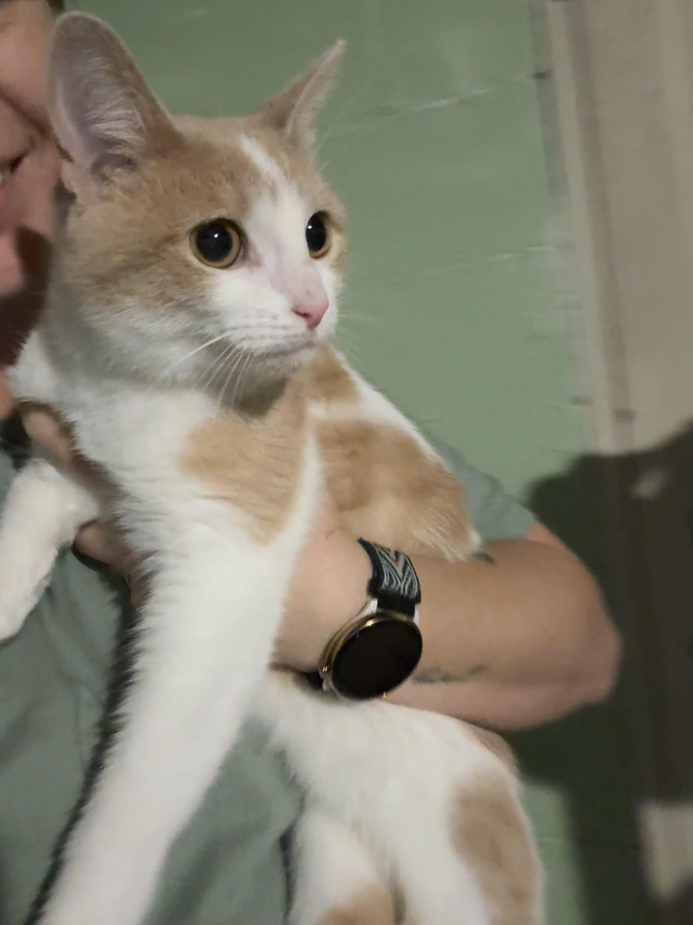 Enlarge Nugget, an adopted Domestic Short Hair in Ashland, IL image 2/2