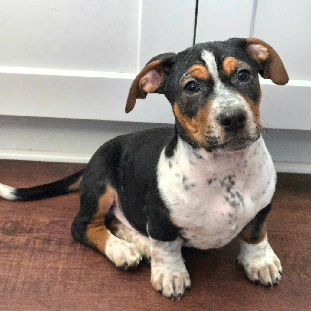 Enlarge Benny, a Adoptable mixed breed in Joliet, IL image 1/4