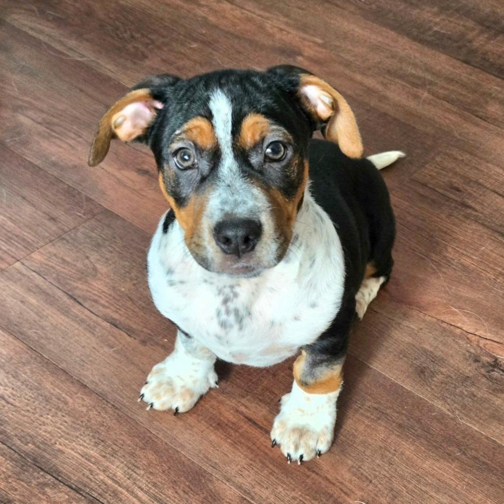 Enlarge Benny, a Adoptable mixed breed in Joliet, IL image 3/4