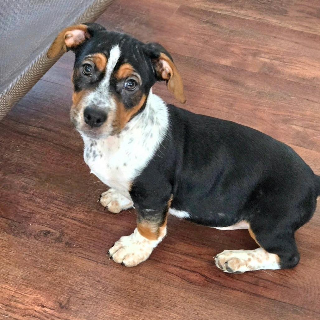 Enlarge Benny, a Adoptable mixed breed in Joliet, IL image 4/4